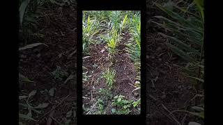 🌱KS Organic Ginger Farming 🌱shorts short yt youtube youtubeshorts viralvideo ytshorts new [upl. by Mcquillin409]