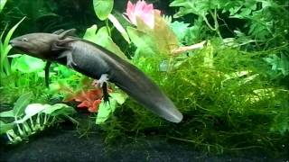 Axolotl swimming and eating worms HD [upl. by Ylrae]