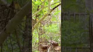 White Eared Brown Dove Attracting Moves birds shorts [upl. by Red872]