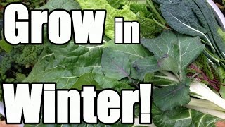 😀 Overwintering Coleus Plants To Plant Again Next Year 😀 [upl. by Astraea]