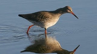 BTO Bird ID  Common shanks [upl. by Celik748]