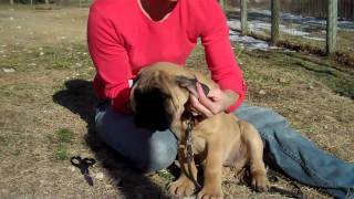 Taping Bullmastiff Ears [upl. by Cece106]