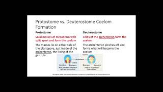 Protostomes vs Deuterostomes [upl. by Roxana364]