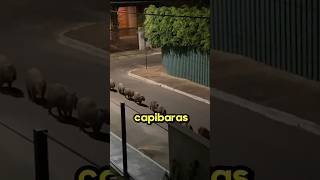 La marcha Capybara😱 [upl. by Knute174]