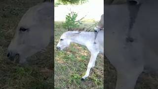 Donkeys ghanda ytshorts shortsfeed [upl. by Ahsienod92]