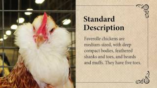 Faverolle Chicken April Breed of the Month [upl. by Sayer]