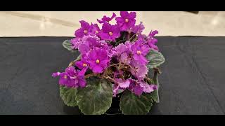 African Violet Varieties in Flower Part 2 [upl. by Tess346]