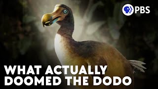 The Real Story Of The Dodo Birds Current Extinction [upl. by Oenire295]