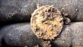 Live metal detecting gold coin find with the ETrac [upl. by Kyriako]