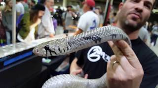 Black Pearl Reptiles 2014 Axanthic Blacktail Cribo  Pomona Reptile Supershow [upl. by Donia]