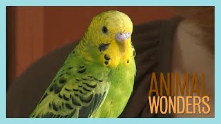 Budgies What Where How [upl. by Andeee]