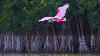 The Roseate Spoonbills of Florida Bay [upl. by Areta]