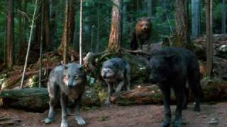 Quileute Wolf Pack [upl. by Millian]