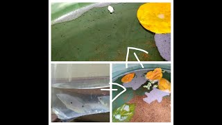 Gourami fish breeding  100  successful  In 5 Days [upl. by Ecidnacal690]