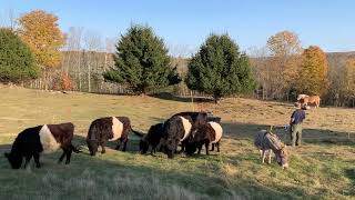 Rotational Grazing Belted Galloway Cattle Haflinger Ponies and a mini donkey part 9 of 12 [upl. by Kenn]