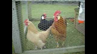 My Ancona bantams and Minorca bantams [upl. by Talich601]