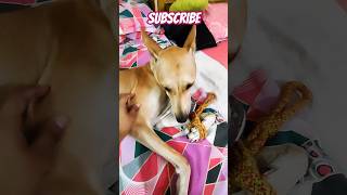 Funny dog video 🐶❤🤣doglover cutepuppy viral [upl. by Kciredec]