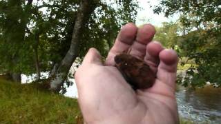 Pipistrelle batswmv [upl. by Falk]