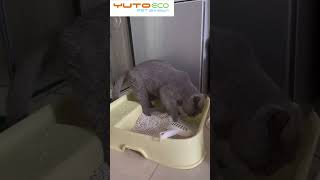 Cat litter china supplierBest than mineral cat litterCat litter testCat litter factory pricepets [upl. by Karilynn]