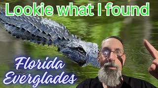 Alligators in the Florida Everglades [upl. by Eelytsirk]