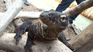 Four baby Komodo dragons join French crocodile park [upl. by Horwath493]