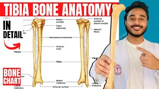 tibia bone anatomy 3d  anatomy of tibia bone attachments anatomy  bones of lower limb anatomy [upl. by Sueahccaz]