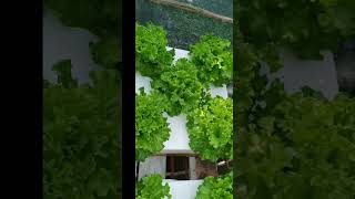 checkout my Hydroponically grown lettuce hydroponics kratkymethod thankyouforwatching [upl. by Nnylsaj49]