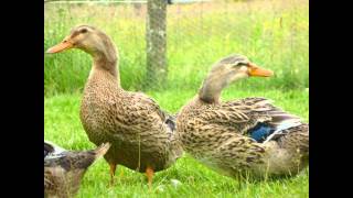 canard de rouen barbarie ou croisée [upl. by Enhpad585]