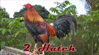 Popular Gamefowl Breeds in the Philippines [upl. by Ettenot]