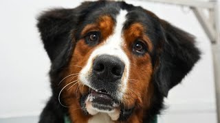 The sweetest souls to walk the earthBernese Mountain Dogs [upl. by Nivram]