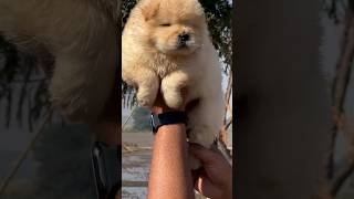 Chow chow the special puppy 😀💖youtubeshorts doglover [upl. by Demitria]