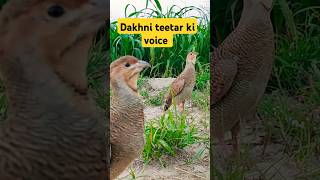 Dakhni teetar ki voice dakhni teetar ki khubsurat voice Birdsteetarviralshortswildlife [upl. by Euqinay]