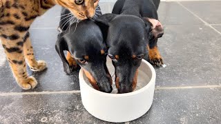 Family Diary Dachshunds are so thirsty after a walk on the beach [upl. by Kopaz]