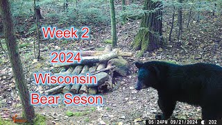 Bear Hunting in Wisconsin  Week 2  2024 Bear Season  Wisconsin Hunting [upl. by Raynard45]