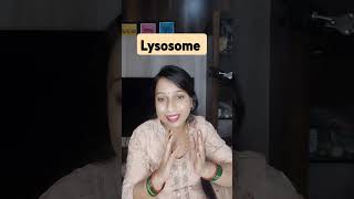 lysosomes cellorganelle class11 cbse biology [upl. by Sedinoel]