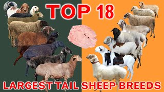 Top 18 Largest Tail Sheep Breeds in the World  FatTailed Rumped  ThinTailed  Country Best Sheep [upl. by Neelear557]