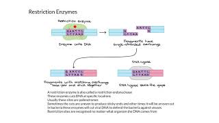 Restriction Enzymes [upl. by Cychosz]