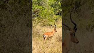 African Antelope wildlife antelope deer 2024 wildlifeadventure [upl. by Amelita]