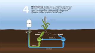 Omdannelse af kvælstofsholdige gødninger i jorden [upl. by Ecinert]