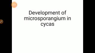 Development of microsporangium in Cycas [upl. by Loma245]