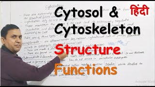 Cytosol and Cytoskeleton in Hindi  Structure  Functions [upl. by Ahsikin]