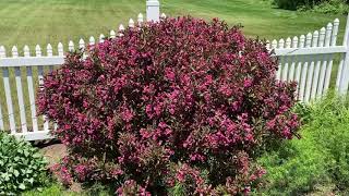 WINE amp ROSES® Weigela  Garden Crossings [upl. by Vassell538]