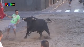 8 Toros Fiestas Sant Xotxim 2013  Nules Castellon Bous al Carrer Toros FJGNtv [upl. by Doty]