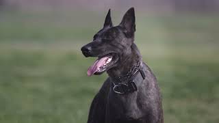 Discover SIG the Amazing Dutch Shepherd [upl. by Artemis59]