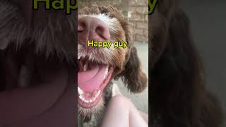 Happy happy guy dog puppy bulldog cute shorts labradoodles funny humour edit compilation [upl. by Yob]