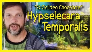 Ciclideo CHOCOLATE ou Hypselecara TEMPORALIS [upl. by Nnylamme]