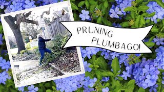 Pruning Plumbago in Zone 9B  🌿Some Plans For This Garden Bed🌿  Dig Plant Water Repeat [upl. by Novar]