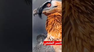 bearded vulture [upl. by Leah]