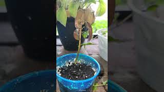 Growing Mangos Trees from the Seed in 3 Months [upl. by Htebharas]