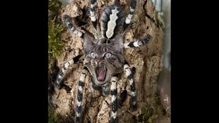 FEEDING SESSION OF OUR POECILOTHERIA REGALIS INDIAN ORNAMENTAL TARANTULA 🕷️🕷️🕷️ [upl. by Weisler]